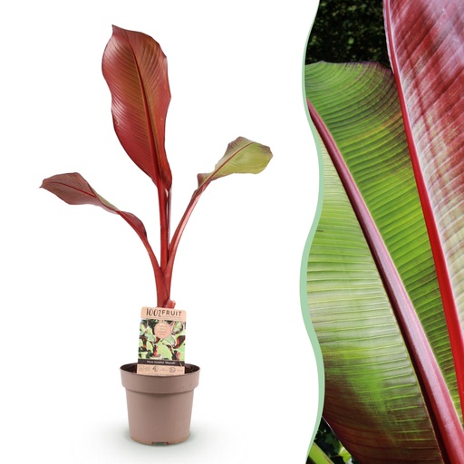"Obstpflanze - Musa ensete Maurelli - Bananenbaum - Winterhart - Rot-Grün - 1 Pflanzen - Topf 21cm - Höhe 70-90cm image"