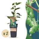Fruit plant - Actinidia arguta Issai - Kiwi plant - Self-pollinating - Green Fruit - 2 Plants - Pot 15cm - Height 50cm