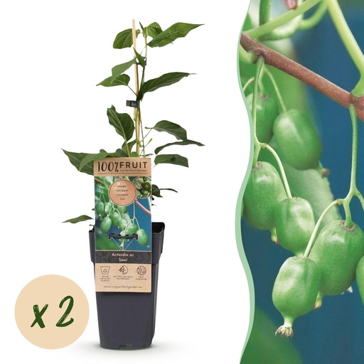 "Fruit plant - Actinidia arguta Issai - Kiwi plant - Self-pollinating - Green Fruit - 2 Plants - Pot 15cm - Height 50cm image"