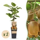 Fruit plant - Actinidia deliciosa Hayward - Kiwi plant - Female - Green Fruit - 2 Plants - Pot 15cm - Height 50cm