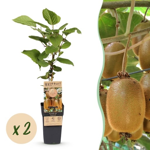"Fruit plant - Actinidia deliciosa Hayward - Kiwi plant - Female - Green Fruit - 2 Plants - Pot 15cm - Height 50cm image"