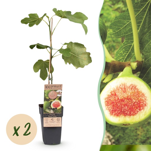 "Fruit plant - Ficus carica Brown Turkey - Fig tree - Hardy - Green - Purple Fruit - 2 Plants - Pot 15cm - Height 50cm image"