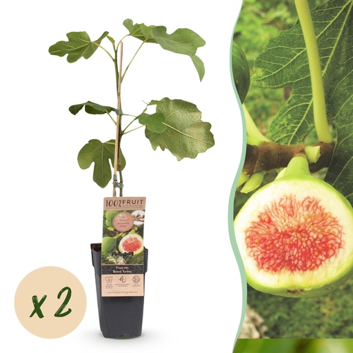 "Echte Feige 'Brown Turkey' 2er-Set (Ficus carica) – winterharter Obststrauch, Topf-Ø 15 cm, Höhe ca. 50 cm image"