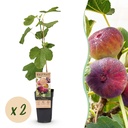 Fruit Plant - Ficus carica Rouge de Bordeaux - Fig Tree - Winter Hardy - Purple Fruit - 2 Plants - Pot 15cm - Height 50cm