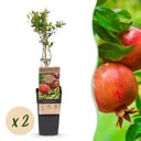 Fruit plant - Punica granatum - Pomegranate - Hardy - Red-Orange Fruit - 2 Plants - Pot 15cm - Height 50cm