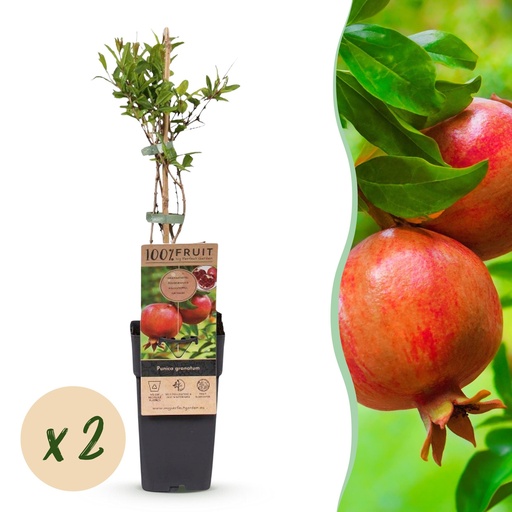 "Fruit plant - Punica granatum - Pomegranate - Hardy - Red-Orange Fruit - 2 Plants - Pot 15cm - Height 50cm image"