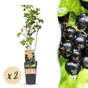 Fruit plant - Ribes nigrum Ben Nevis - Berry plant - Winter hardy - Blackcurrant - 2 Plants - Pot 15cm - Height 50cm