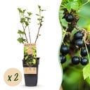 Fruit plant - Ribes nigrum Titania - Berry plant - Winter hardy - Blackcurrant - 2 Plants - Pot 15cm - Height 50cm