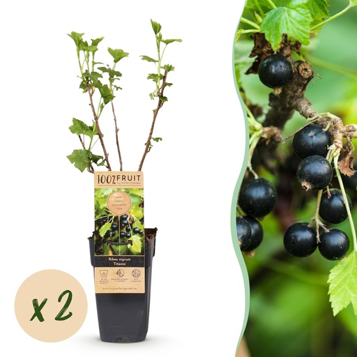 "Fruit plant - Ribes nigrum Titania - Berry plant - Winter hardy - Blackcurrant - 2 Plants - Pot 15cm - Height 50cm image"