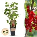 Fruit plant - Ribes rubrum Jonkheer van Tets - Berry Plant - Hardy - Red Currant - 2 Plants - Pot 15cm - Height 50cm