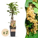 Fruit Plant - Ribes rubrum Witte Parel - Berry Plant - Hardy - White Currant - 2 Plants - Pot 15cm - Height 50cm