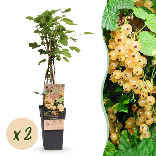 "Fruit Plant - Ribes rubrum Witte Parel - Berry Plant - Hardy - White Currant - 2 Plants - Pot 15cm - Height 50cm image"