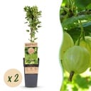 Fruit plant - Ribes uva-crispa Hinnonmäki Grün - Gooseberry - Hardy - Green Berry - 2 Plants - Pot 15cm - Height 50cm