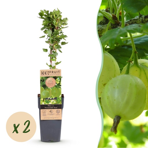 "Fruit plant - Ribes uva-crispa Hinnonmäki Grün - Gooseberry - Hardy - Green Berry - 2 Plants - Pot 15cm - Height 50cm image"