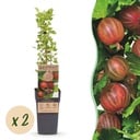 Fruit Plant - Ribes uva-crispa Hinnonmäki Röd - Gooseberry - Hardy - Red Currant - 2 Plants - Pot 15cm - Height 50cm