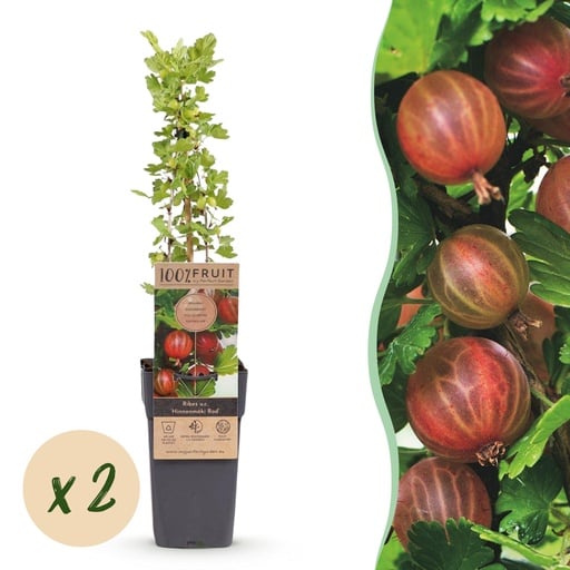 "Fruit Plant - Ribes uva-crispa Hinnonmäki Röd - Gooseberry - Hardy - Red Currant - 2 Plants - Pot 15cm - Height 50cm image"