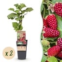 Fruit Plant - Rubus Thornless Loganberry - Thornless Raspberry - Hardy - Red Fruit - 2 Plants - Pot 15cm - Height 50cm