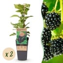 Fruit Plant - Rubus occ. Black Jewel - Blackberry Plant - Hardy - Black Raspberry - 2 Plants - Pot 15cm - Height 50cm