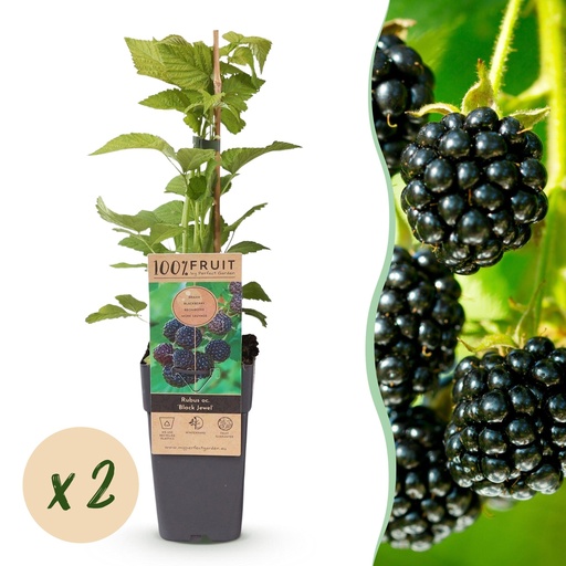"Fruit Plant - Rubus occ. Black Jewel - Blackberry Plant - Hardy - Black Raspberry - 2 Plants - Pot 15cm - Height 50cm image"
