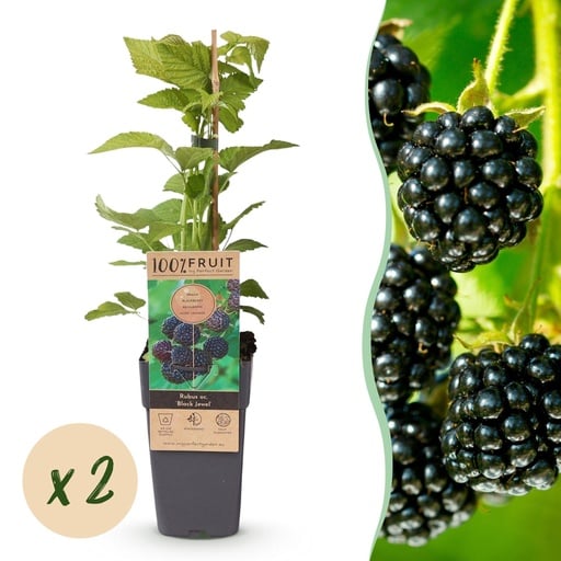 "Himbeere 'Black Jewel' 2er-Set (Rubus) – winterharte Beerenobst-Pflanze, Topf-Ø 15 cm, Höhe ca. 50 cm image"