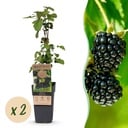 Fruit Plant - Rubus fruticosus Black Satin - Blackberry Plant - Hardy - Black Raspberry - 2 Plants - Pot 15cm - Height 50cm