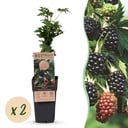 Fruit Plant - Rubus fruticosus Thornless Evergreen - Blackberry Plant - Thornless - Black Raspberry - 2 Plants - Pot 15cm - Height 50cm