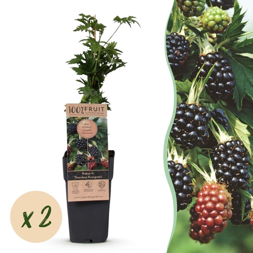 "Fruit Plant - Rubus fruticosus Thornless Evergreen - Blackberry Plant - Thornless - Black Raspberry - 2 Plants - Pot 15cm - Height 50cm image"