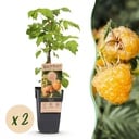 Fruit Plant - Rubus idaeus Fallgold - Raspberry Plant - Hardy - Yellow Raspberry - 2 Plants - Pot 15cm - Height 50cm