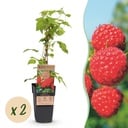 Fruit plant - Rubus idaeus Malling Promise - Raspberry plant - Hardy - Red Raspberry - 2 Plants - Pot 15cm - Height 50cm