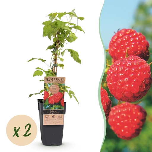 "Fruit plant - Rubus idaeus Malling Promise - Raspberry plant - Hardy - Red Raspberry - 2 Plants - Pot 15cm - Height 50cm image"