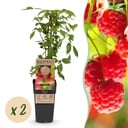 Fruit plant - Rubus idaeus Ottawa - Raspberry plant - Hardy - Red Raspberry - 2 Plants - Pot 15cm - Height 50cm