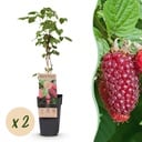 Fruit plant - Rubus log. Tayberry - Raspberry Bushes - Hardy - Purple Raspberries - 2 Plants - Pot 15cm - Height 50cm