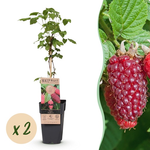 "Fruit plant - Rubus log. Tayberry - Raspberry Bushes - Hardy - Purple Raspberries - 2 Plants - Pot 15cm - Height 50cm image"