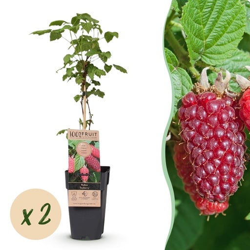 "Fruit plant - Rubus log. Tayberry - Raspberry Bushes - Hardy - Purple Raspberries - 2 Plants - Pot 15cm - Height 50cm image"