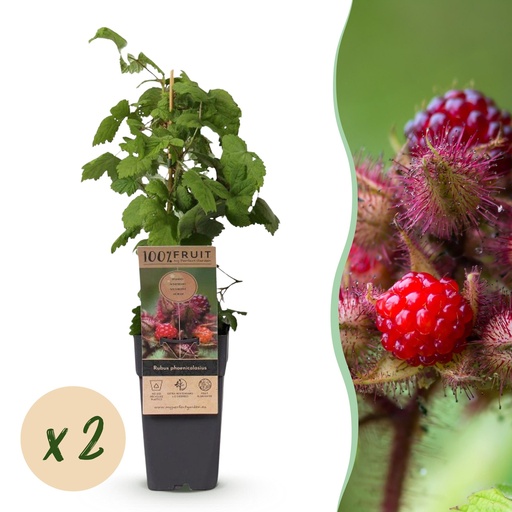 "Fruit Plant - Rubus phoenicolasius - Japanese Wine Berry - Hardy - Bright Red Raspberry - 2 Plants - Pot 15cm - Height 50cm image"