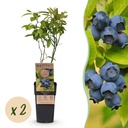 Fruit Plant - Vaccinium corymbosum Patriot - Blueberry - Hardy - Blue Berry - 2 Plants - Pot 15cm - Height 50cm