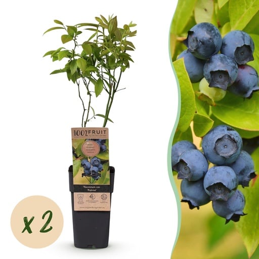 "Fruit Plant - Vaccinium corymbosum Patriot - Blueberry - Hardy - Blue Berry - 2 Plants - Pot 15cm - Height 50cm image"