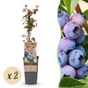 Fruit plant - Vaccinium corymbosum Jersey - Blueberry - Hardy - Blue Berry - 2 Plants - Pot 15cm - Height 50cm