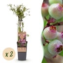 Fruit plant - Vaccinium cor. Pink Lemonade - Pink Blueberry - Winter-hardy - Pink Berry - 2 Plants - Pot 15cm - Height 50cm