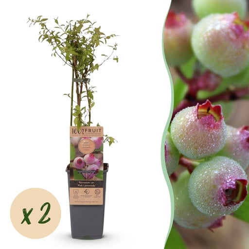 "Fruit plant - Vaccinium cor. Pink Lemonade - Pink Blueberry - Winter-hardy - Pink Berry - 2 Plants - Pot 15cm - Height 50cm image"