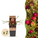 Fruit Plant - Vaccinium mac. Early Black - Cranberry - Winter Hardy - Blueberry - 2 Plants - Pot 15cm - Height 50cm