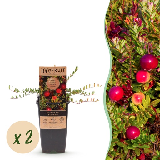 "Fruit Plant - Vaccinium mac. Early Black - Cranberry - Winter Hardy - Blueberry - 2 Plants - Pot 15cm - Height 50cm image"