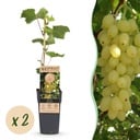 Fruit plant - Vitis vinifera Lakemont - Grape plant - Winter hardy - Golden Yellow Grape - 2 Plants - Pot 15cm - Height 50cm