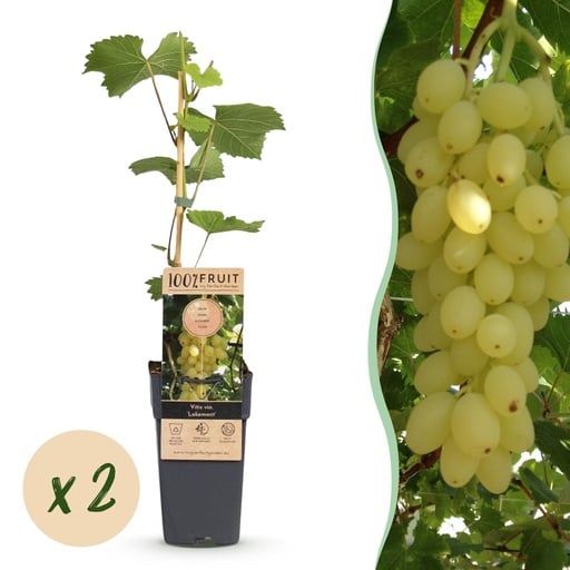 "Fruit plant - Vitis vinifera Lakemont - Grape plant - Winter hardy - Golden Yellow Grape - 2 Plants - Pot 15cm - Height 50cm image"