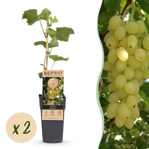 "Weinrebe 'Lakemont' 2er-Set (Vitis vinifera) – winterharte Kletterpflanze, Topf-Ø 15 cm, Höhe ca. 50 cm image"