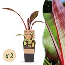 Fruit plant - Musa ensete Maurelli - Banana tree - Hardy - Red-Green - 2 Plants - Pot 15cm - Height 50cm