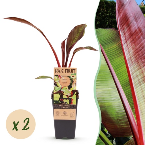 "Fruit plant - Musa ensete Maurelli - Banana tree - Hardy - Red-Green - 2 Plants - Pot 15cm - Height 50cm image"
