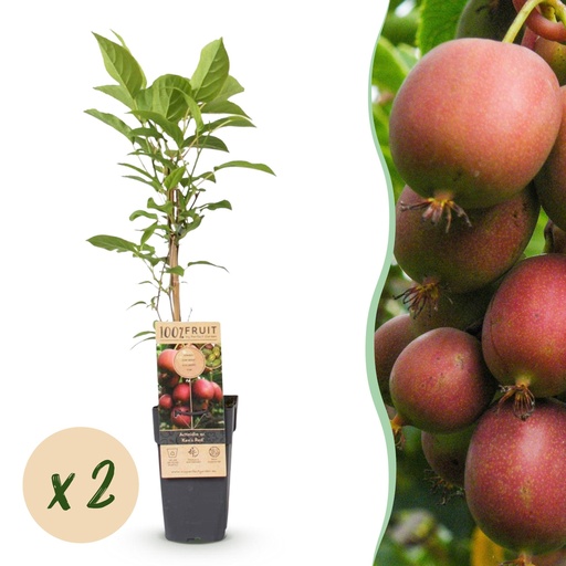 "Fruit Plant - Actinidia deliciosa Ken's Red - Kiwi Plant - Female - Red Fruit - 2 Plants - Pot 15cm - Height 50cm image"