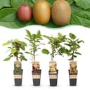 Fruit Plant - Actinidia Weiki & Hayward, Ken's Red, Golden Kiwi - Kiwi Plant - 1 Male - 3 Female - Plants - Green-Red-Yellow - Pot 15cm - Height 50cm
