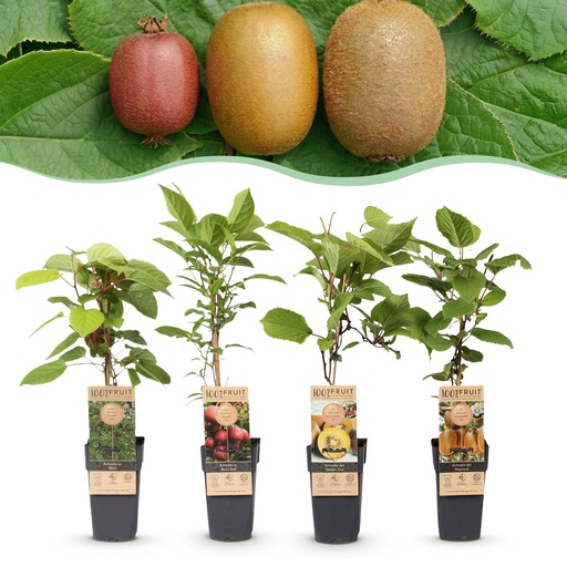 "Fruit Plant - Actinidia Weiki & Hayward, Ken's Red, Golden Kiwi - Kiwi Plant - 1 Male - 3 Female - Plants - Green-Red-Yellow - Pot 15cm - Height 50cm image"